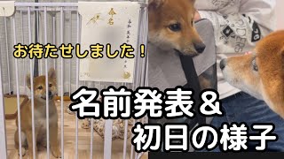 【多頭飼い】新ワンコの名前と、クセ強柴犬オジサンとの初日