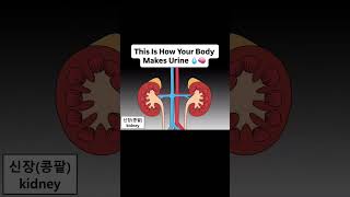 Inside your body, your kidneys are constantly filtering your blood. ...