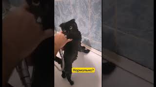 Cats speaking🤣✅✅✅ #tiktok #trending #trend #foryou #memes #2024