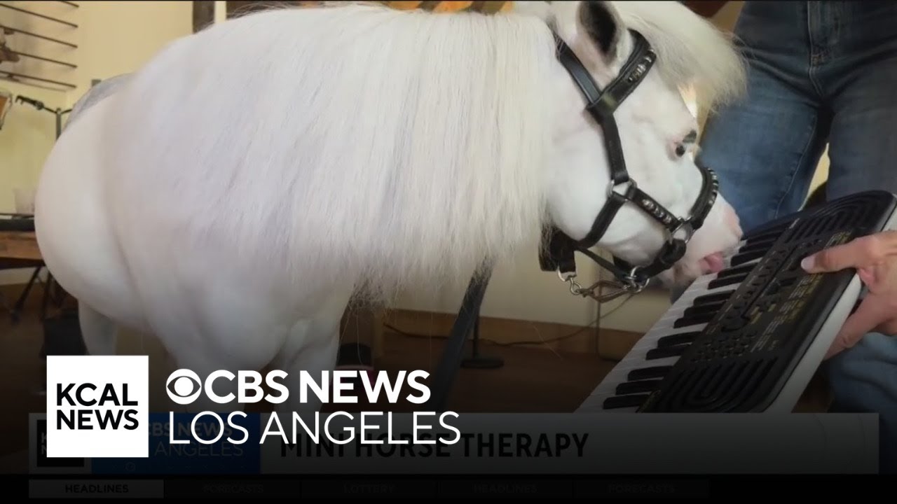 Mini therapy horses bring joy to hospital patients, first responders throughout LA County