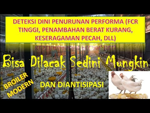 Video: Beratnya 72 Kg: Bintang 