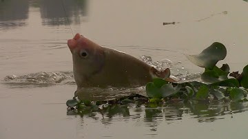 Câu Cá Sông Tự Nhiên – Dính Cá Khổng Lồ Giữa Đám Lục Bình