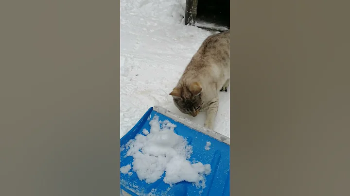 Watch the video about Savannah cat playing with the winter shovel and jumping in the snow🐆 gorgeous #snow #savannah #cat