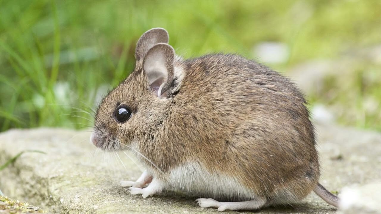 UNVAILED: Risks and Prevention of RODENT infestations in US | Pest Control Tips 2024.