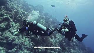 dive alive Red Sea @ ali el guoshy