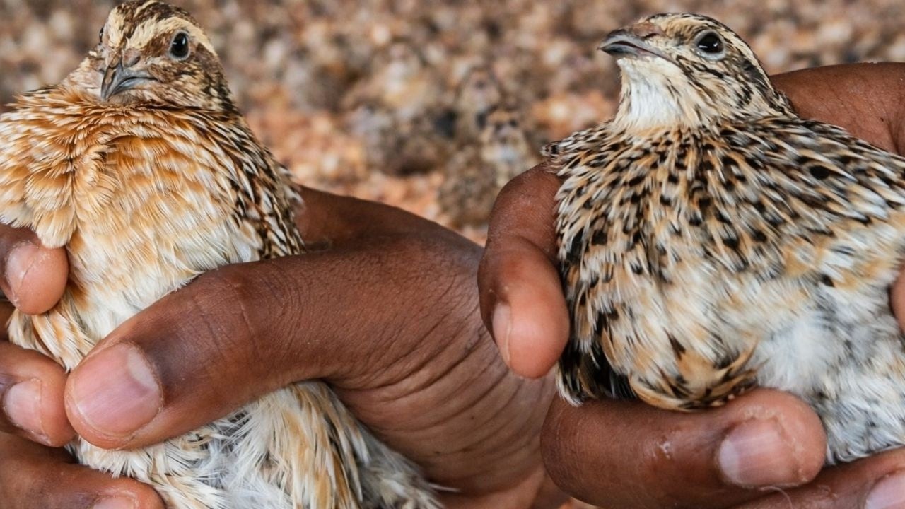 Cría de Codornices Desde Cero 🤯 7 Errores que Debes Evitar