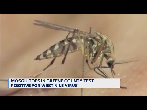 Greene County mosquitos test positive for West Nile virus