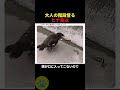 ヒナ鳥が成長の過程で必ず起こる現象🤫暴露します🔥