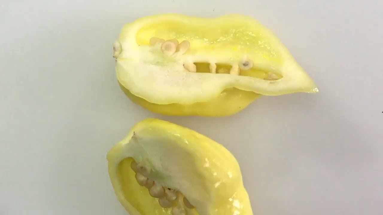 White Devil's Tail pod test - 2017 pod review #13