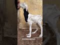 Credit : mouhamethlaminembaye #goat #ladoum #dothingsyoudontwanttodo #helpmemakethismakesense