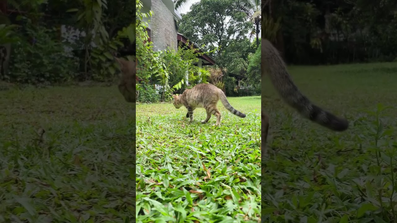 Happy Wednesday 🍃😻 