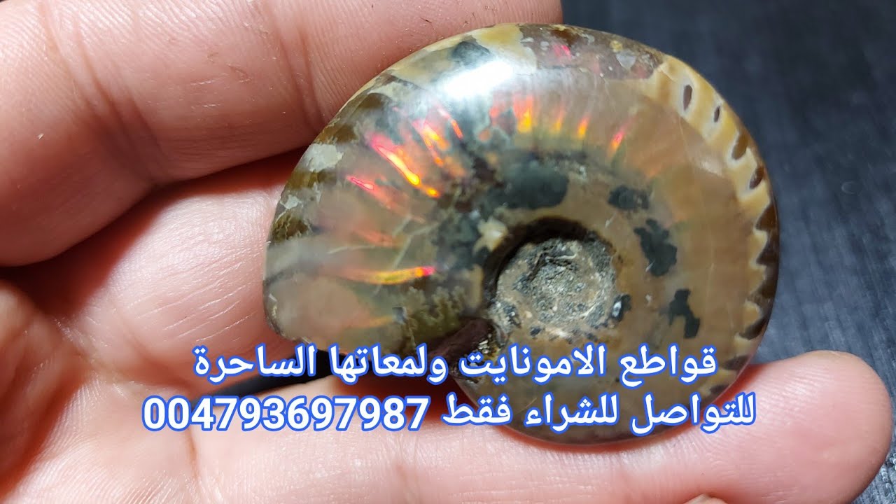 احجار لها لمعة الاوبال،  احجار مستحاثات الامونايت