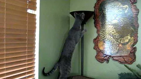 Video 1021911: f2 savannah cat, blue savannah