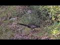 lyrebird just in front of me as I walk up Mt Bogong.