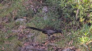lyrebird just in front of me as I walk up Mt Bogong.