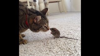Cat & Mouse Playing Together COMPILATION - Cat and Mouse Become Best Friends
