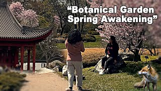 Montreal's Spring Oasis: Montreal Botanical Garden's Best Kept Secrets Awakening