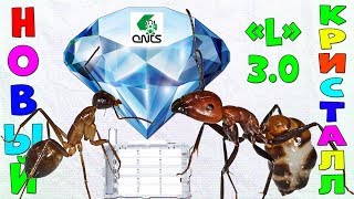 Сборка и обзор муравьиной фермы Кристалл L 3.0 от 4ants.ru