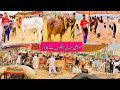 Maweshi Mandi  Cow Mandi Ki Surte Hal Bakra Mandi Pakistan Animals Rates