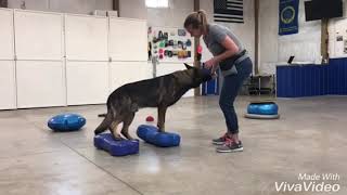 August 2018 | 1st Shadow Program | Amy Pishner | Valor K9 Academy