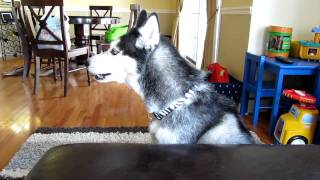 Mishka says "Out Out Out Oooooout!" - Dog Talking screenshot 5