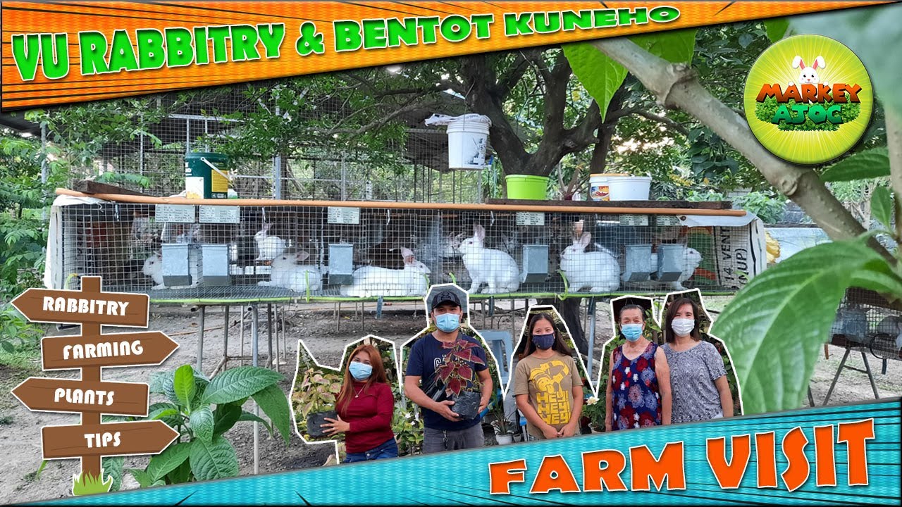 Rabbit Farming | Rabbitry | 2nd Visit at VU Rabbitry - YouTube