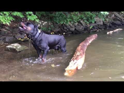 staffordshire bull terrier vs rottweiler american staffy vs rottweiler doovi staffordshire bull terrier vs rottweiler american staffy vs rottweiler doovi