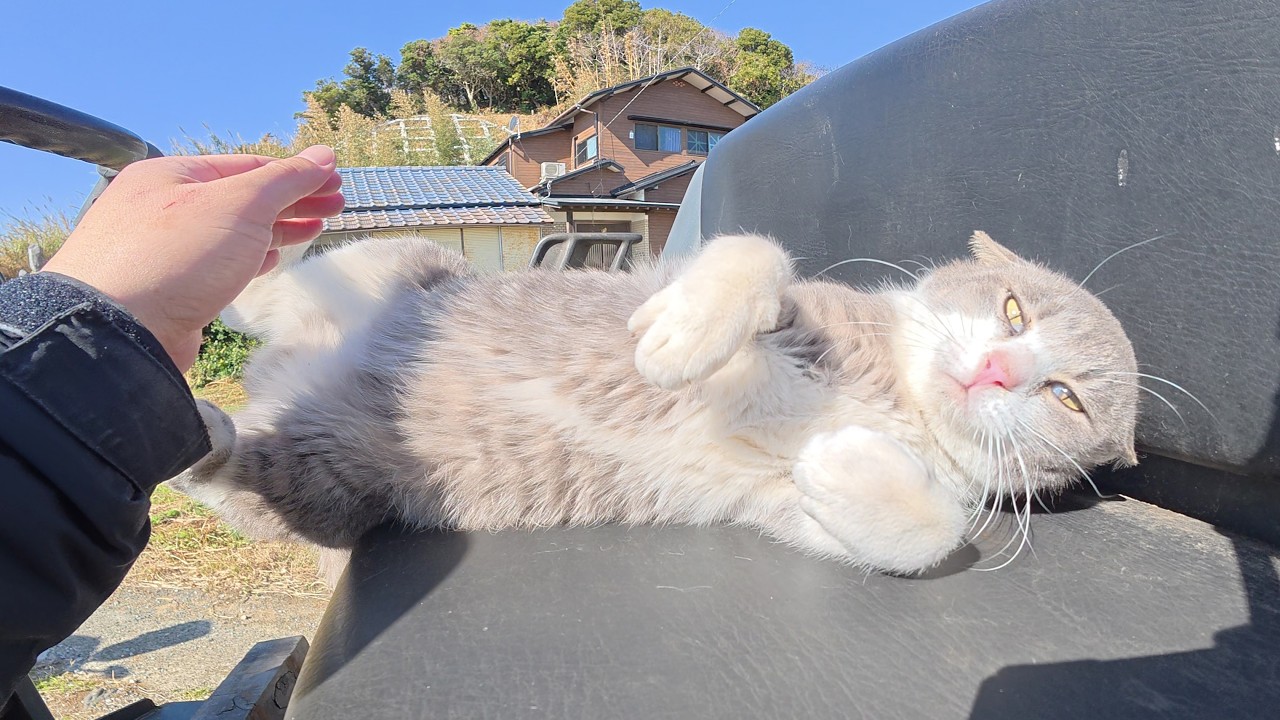 Серый кот и полосатый кот отдыхают на тяжелой технике.