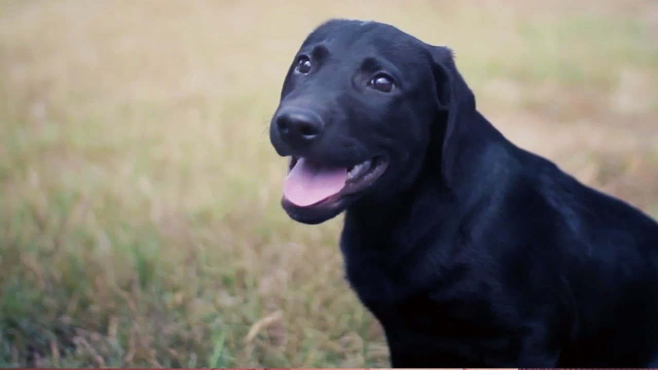 puppy paradise Black Lab Puppy Frolics in the Yard | The Daily Puppy