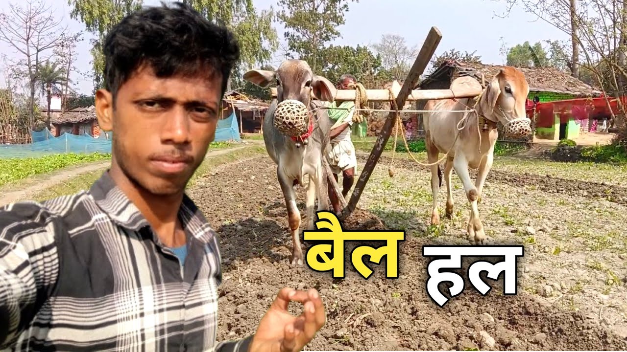 Day 58/100 - Aaj ke samay me bhi bail se jutai 😍