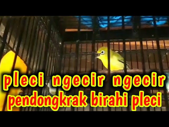 pleci ngecir ngecir pendongkrak birahi pleci agar pleci buka paruh dan pleci gacor. class=