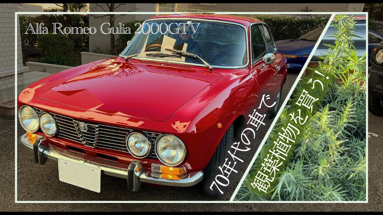 旧車】アルファロメオで観葉植物を買いにドライブ！ - YouTube `70 アルファロメオ ジュリア 2000GTV動画あり