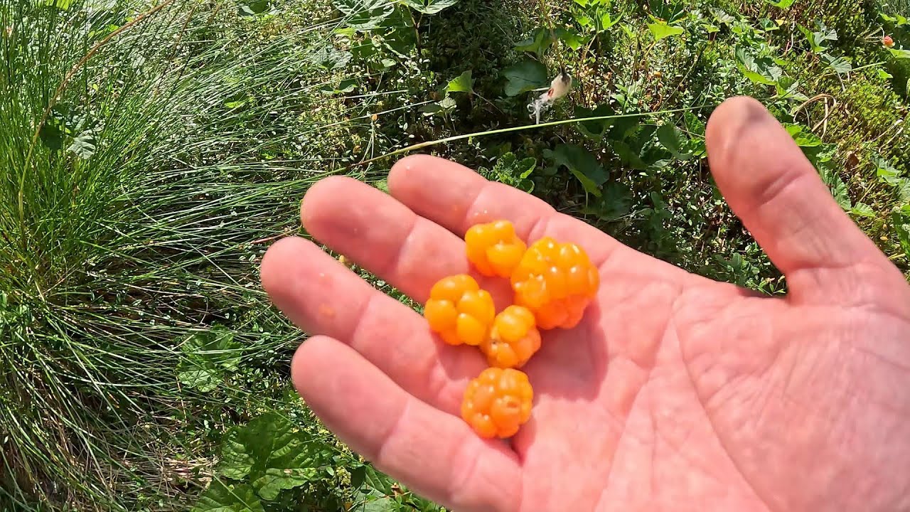 Фінляндія 2025. Морошка, чорниця, брусниця, журавлина. Ситуація станом на 22.07. Спека. Скоро сезон!