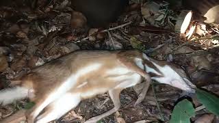 Berburu Kancilpalanduk Di Malam Hari Baru Masuk Hutan Dapat Poin Satu Guys.