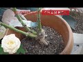 バラ（大苗・輸入苗）の植え付け・日常管理