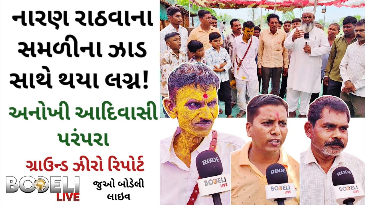 નારણ રાઠવાના સમળીના ઝાડ સાથે થયા લગ્ન! અનોખી આદિવાસી પરંપરા,ગ્રાઉન્ડ ઝીરો રિપોર્ટ, જુઓ બોડેલી લાઇવ