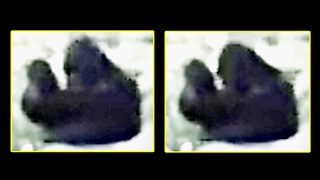 Preview - Independence Day Bigfoot Footage
