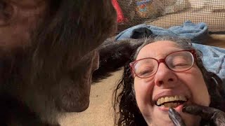 Chimp Tickles Woman