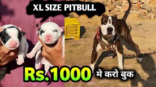Xl Size Pitbull Rs.1000 म कर Book Tri Color Pitbull Pitbull Puppies For Sale