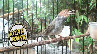 Pancingan Burung Si Kecil Prenjak Gacor dijamin Ampuh