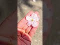Может следующей весной в Японию?👀🌸