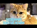 🤩  ОСОБЕННОСТИ ПОРОДЫ🙀ЗОЛОТАЯ БРИТАНСКАЯ ШИНШИЛЛА😻GOLDEN KITTENS👑