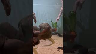 How to Provide Enrichment for a 93-ish-Year-Old Fish| California Academy of Sciences