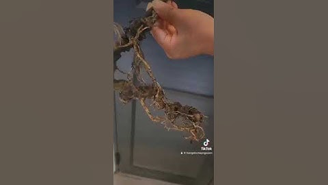 1 củ sâm ngọc linh rừng 1 lạng 6 bao kiểm định chuẩn sâm ngọc linh rừng gọi 0377965679 e Nguyệt nhé