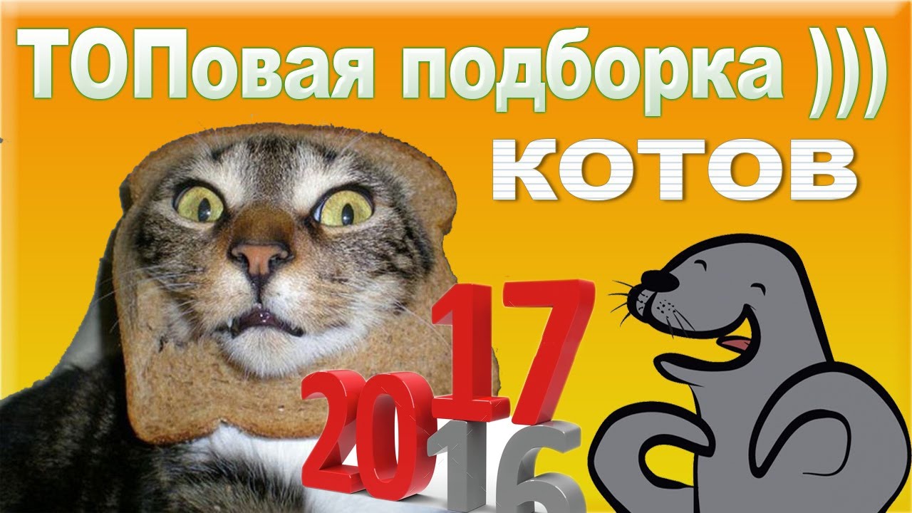 Котэ сборник рутуб