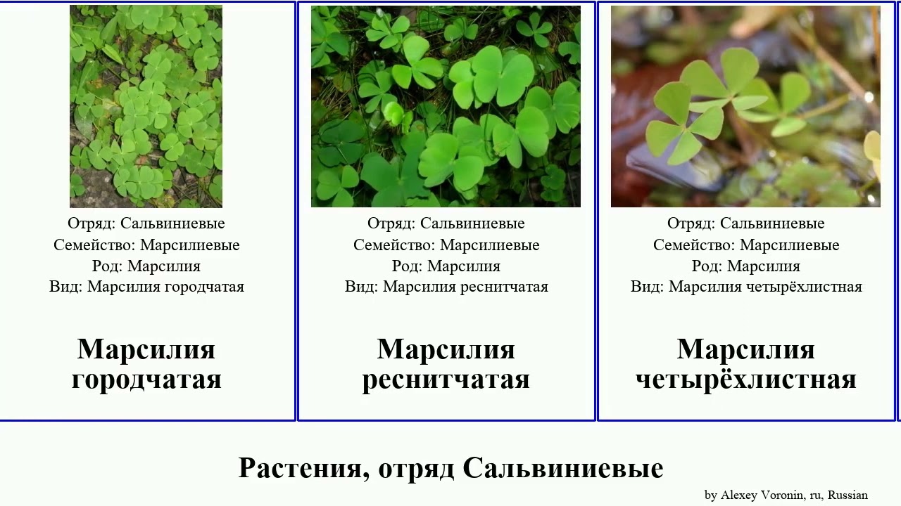 Растения, отряд Сальвиниевые марсилия plants Сальвиния Fuse реснитчатая плавающая азорская French