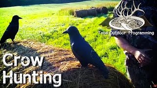 Crow Hunting Tips With Decoys And A Caller - Eating Crow With Total Outdoor Programming