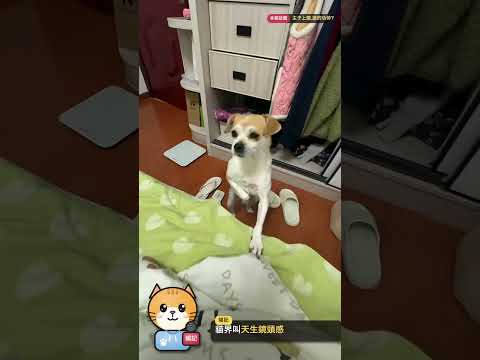 全網瘋拍「百萬運鏡」!鏡頭轉三圈,主子眼皮都不抬 😎