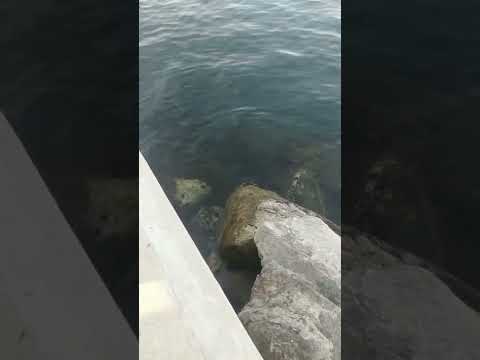 سبحان الله الخالق المبدع
