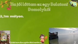 Balaton Élővilága Balatonfürednél 2.